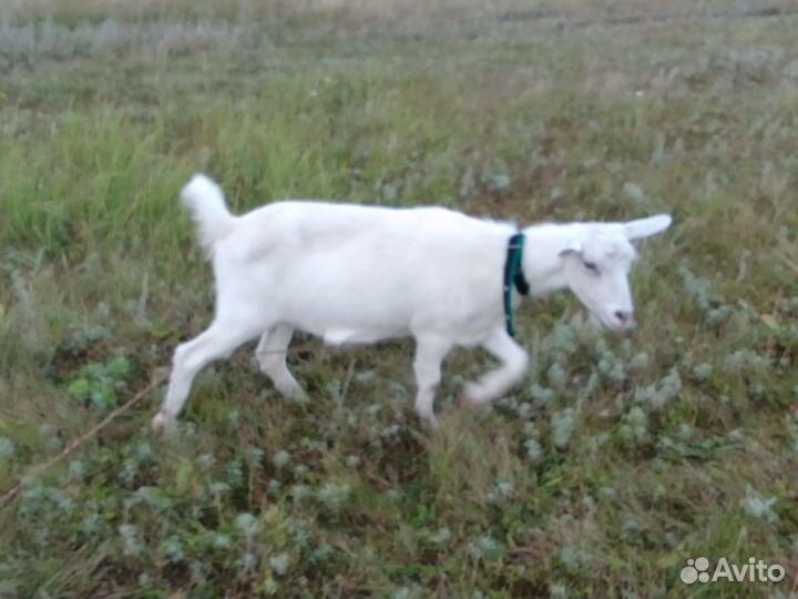 Продам коз