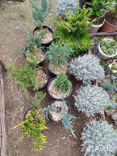 Хвойники, большой выбор