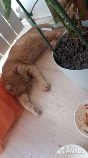 Потерялся кот