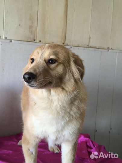 Как долго ей находится в приюте