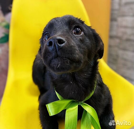 Щенок в добрые руки бесплатно девочка