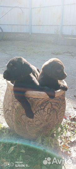 Щенки лабрадора