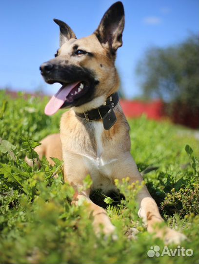 Собаки приюта ищут дом