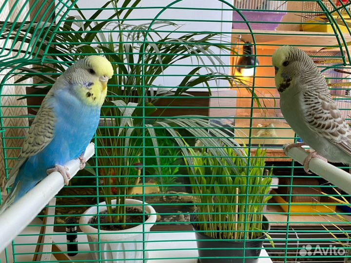 Выставочные волнистые попугаи (ввп, Чехи)