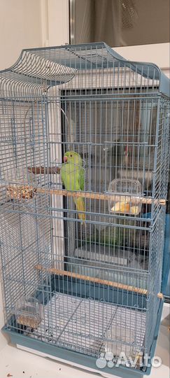 Ожереловый попугай