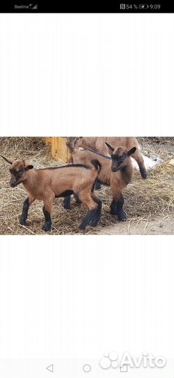 Козлята чехи 2 месяца и тёлка 5 месяцев