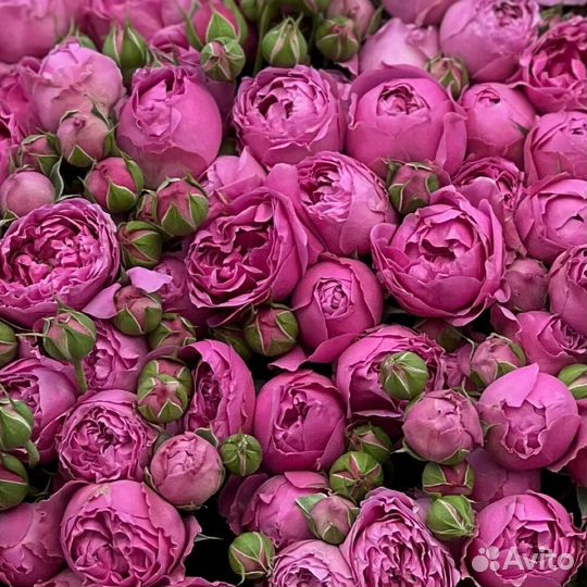 61 Пионовидная Кустовые Розы / цветы с доставкой