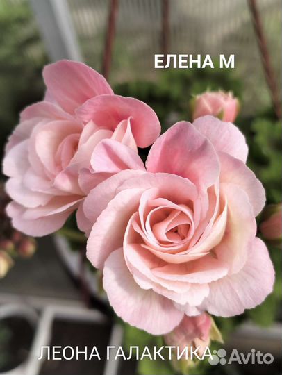 Леона Галактика пеларгония