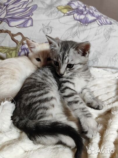 Котенок