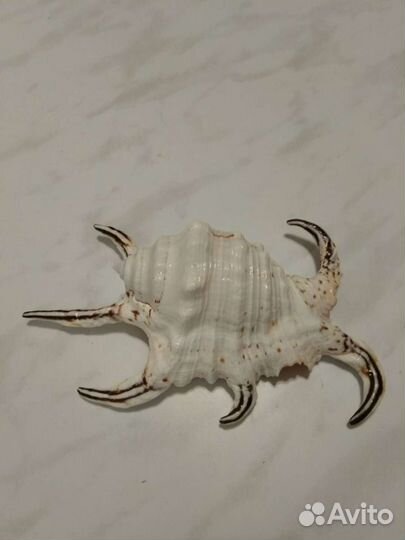 Ракушка морская