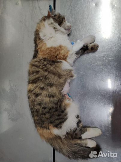 Ветеринарный врач на дом круглосуточно