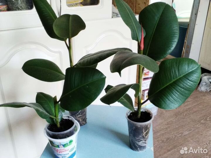 Фикус каучуконосный