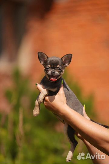 Щенки чихуахуа