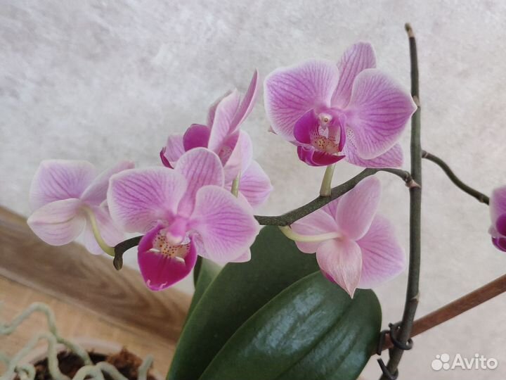 Орхидея фаленопсис