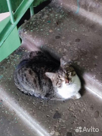 Кошка