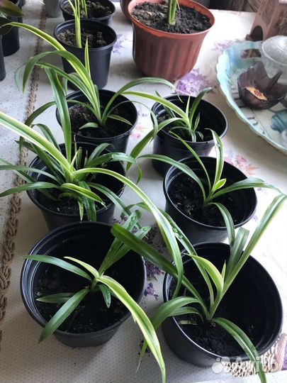 Спатифиллум