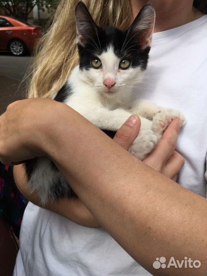 Малыш Лёлик ищет уютный дом или передержку