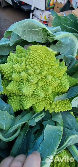 Кабачки тепличные