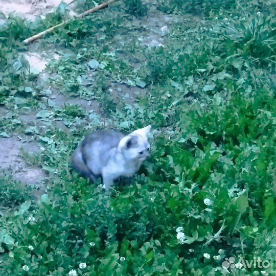 Котята шотландцы