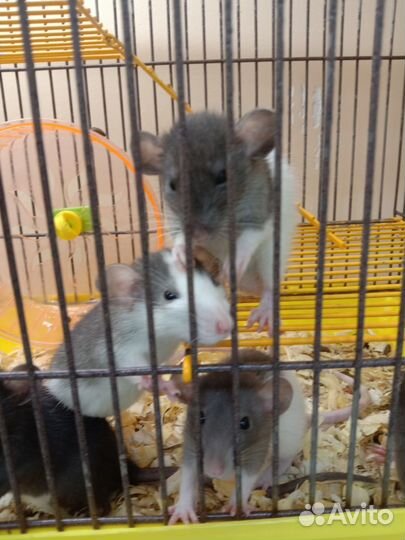 Крысята дамбо