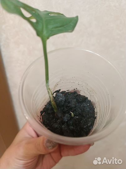 Монстера манки