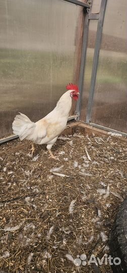 Петухи породы доминант и другие