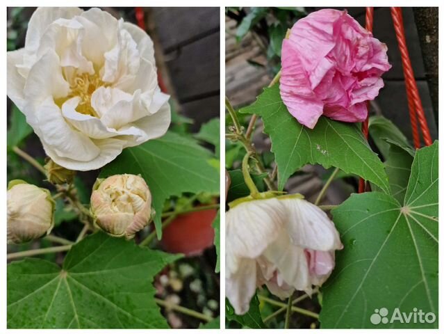 Гибискус изменчивый для улицы и дома