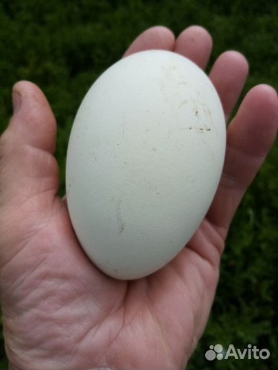 Инкубационное яйцо гусей