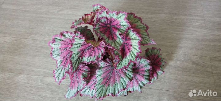 Бегония Charlotte Chiffon