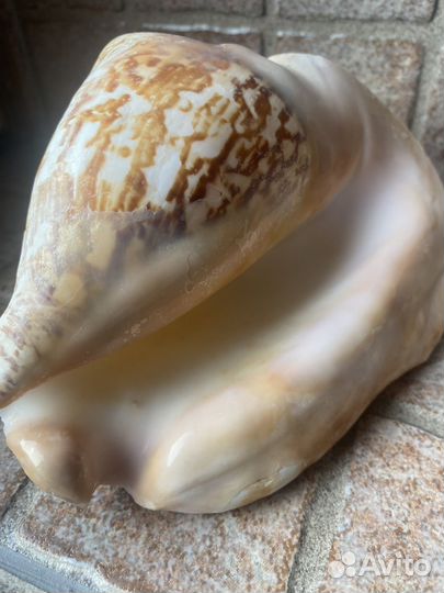 Морские большие ракушки. Мальдивы