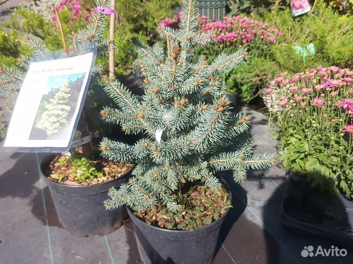 Ель Ян Бычковский