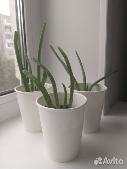 Неприхотливые домашние цветы