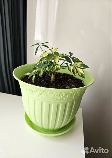 Шефлера с горшком