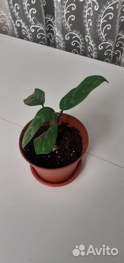 Комнатные растения