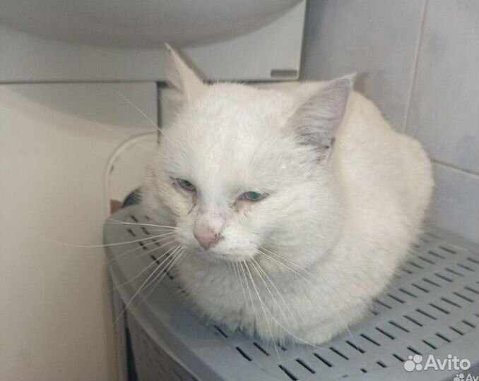 Белый котик