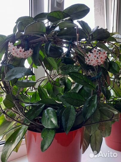 Хойя (восковой плющ)