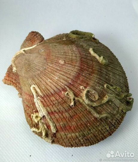 Ракушки: Гребешок двусторонний (исландский)