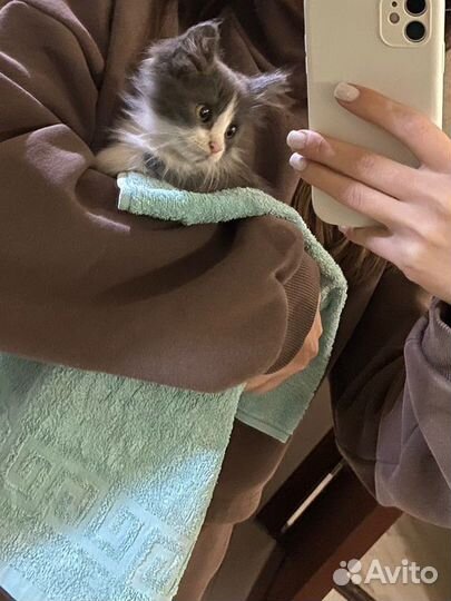 Котенок девочка