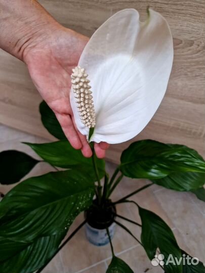 Спатифиллум