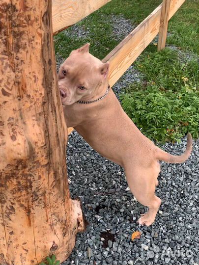 Американский булли