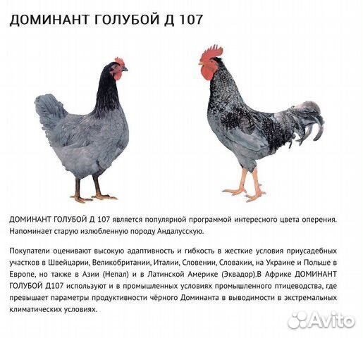 Цыплята чешский доминант RED barred объявление продам