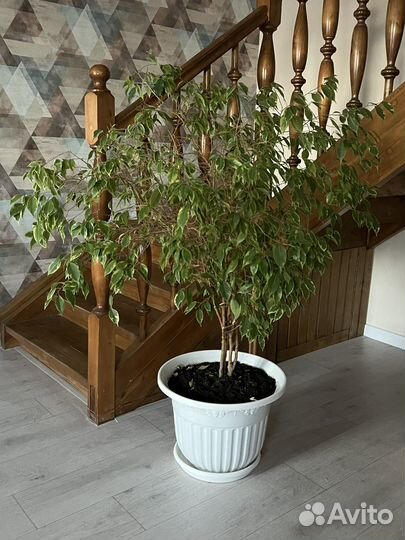 Фикус бенджамина большой