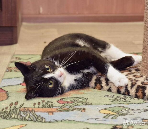 Котик Басик