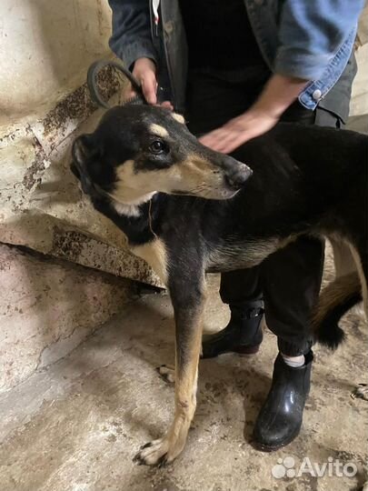 Собака ждет помощи