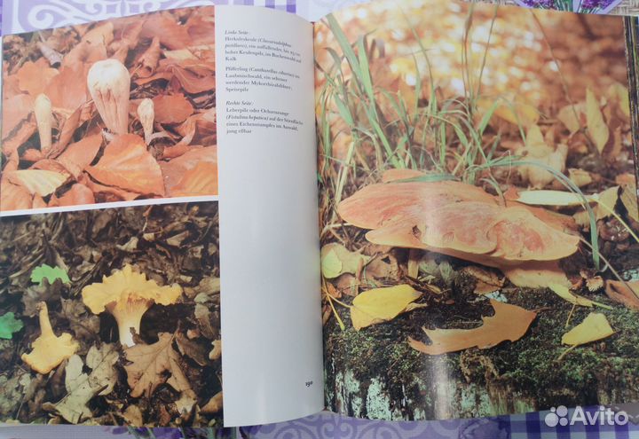 Книга о грибах 