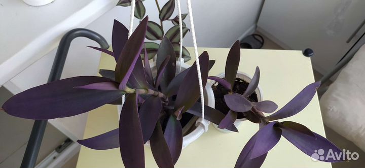 Традесканция Паллида, Пурпурное сердце