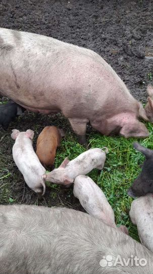 Поросята