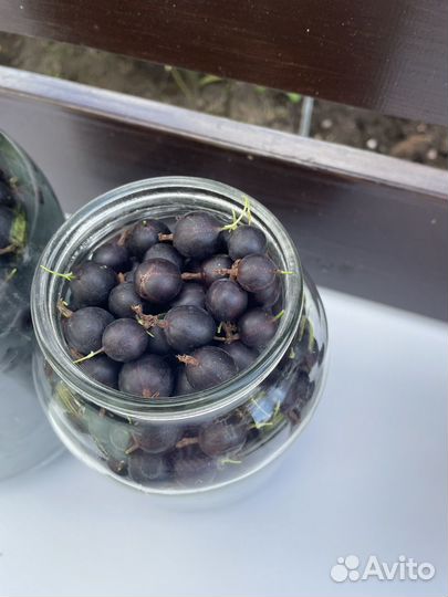 Йошта ягоды,крыжовник, кабачки