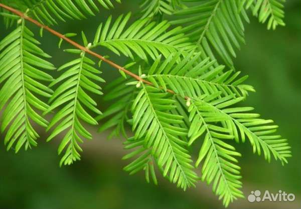 Метасеквойя