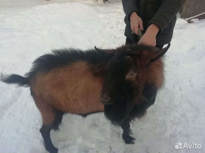 Козел Чеховський